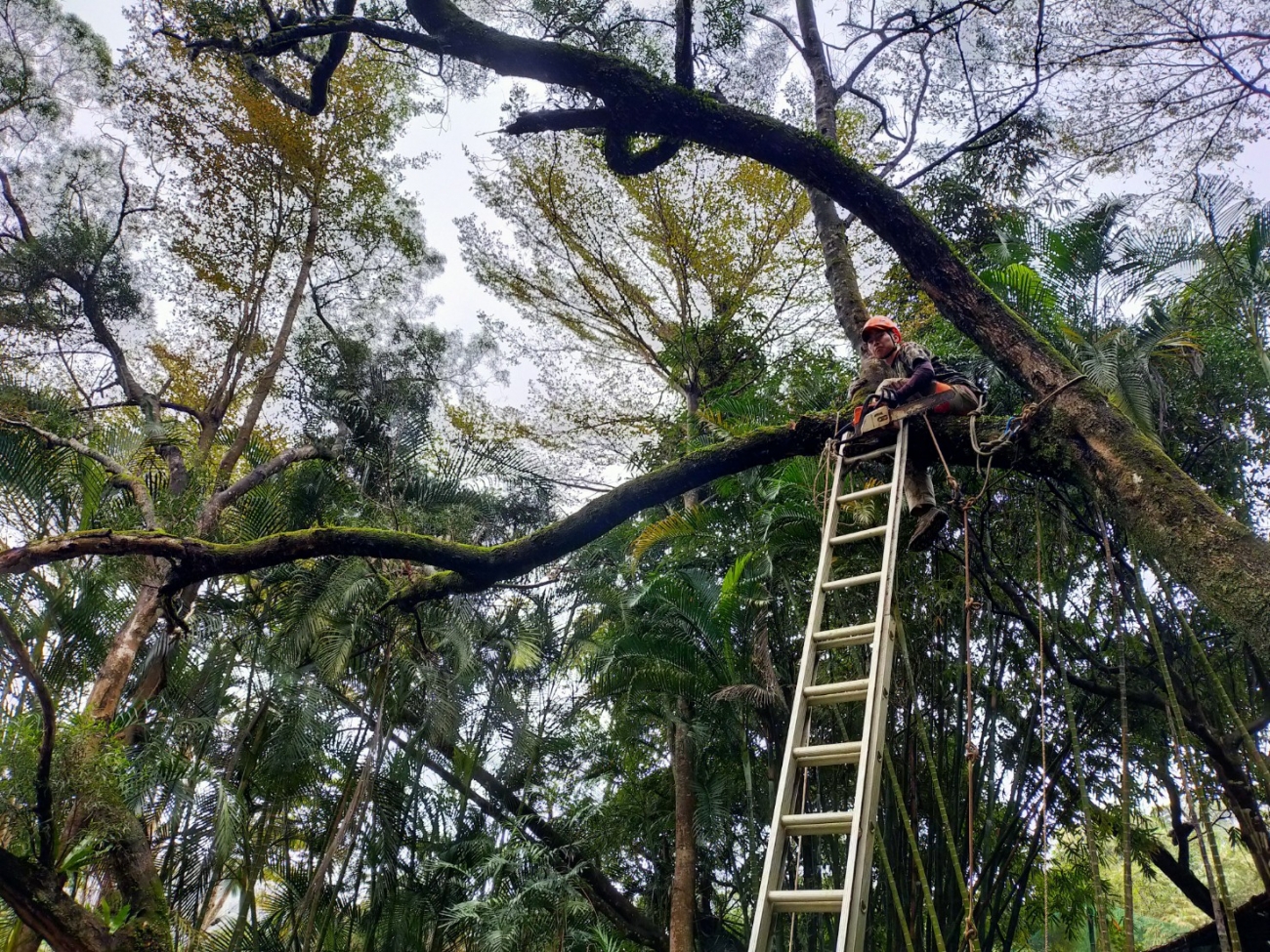 山坡地傾斜樹木處理，避免樹木重心偏移進而導致日後傾倒