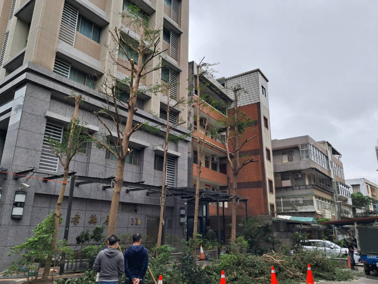 小葉欖仁行道樹修剪