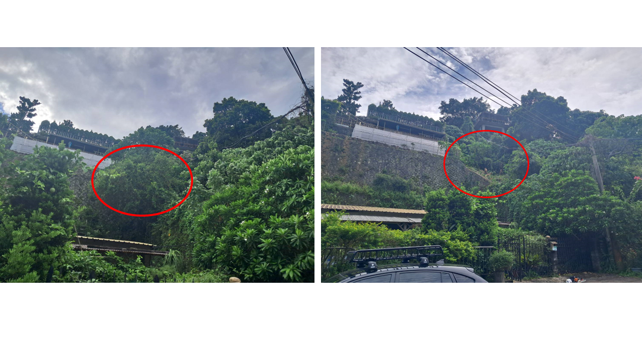 邊坡危樹移除