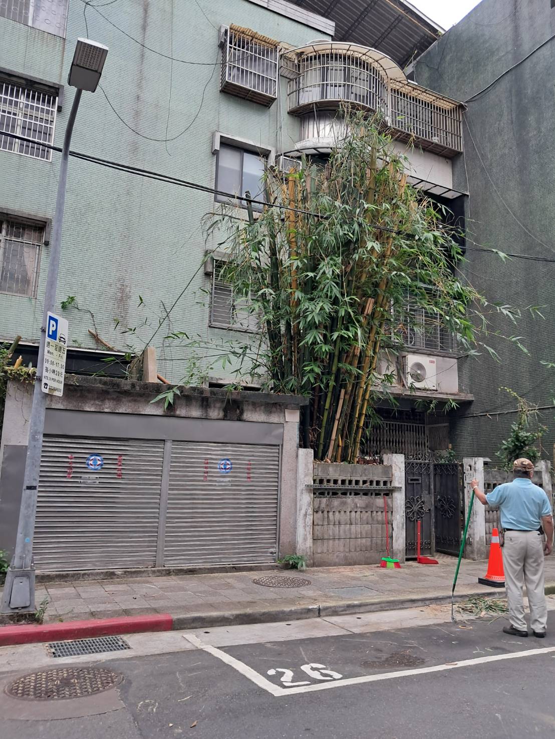 竹子修剪(後)